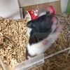 くろごまあん364日目