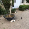 CDG広場で  孤高の子猫