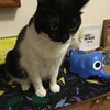 残暑見舞い🥵　猫ちゃんも暑さに参っているようです。