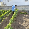 おかんとかき菜の収穫と間引き