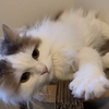 2024年買ってよかったおすすめ猫グッズ