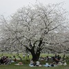 武蔵野中央公園_花見（東京都武蔵野市）