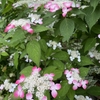 2024.5.24　私の大好きな紫陽花が見頃を迎えています！　