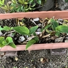 カンナ芽が出てきました。