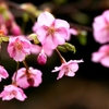 春待ちの”河津桜”と”野鳥さん”