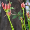 曼珠沙華の開花状況