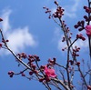 盛岡城跡公園の梅が開花