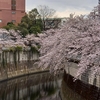 神田川の桜が満開です。