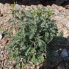 Senecio vulgaris　ノボロギク