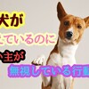 愛犬が甘えているのに
無視してしまっている行動