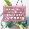たにログ364 ダイソーのペペロミアはレアな斑入りも！室内インテリア向き厳選5選！