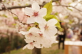 東山動物園の桜30種類を見ごろ時期別にまとめてみた2016