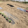 翌日、播種・定植を終えたころポツポツしだして自称家庭菜園的活動家はほくそ笑んだ