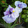 花菖蒲