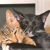 ハンモックでまとまって寝る猫たち/なぜ猫達はくっついて寝るのか？
