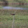 大阪南港野鳥園野鳥探鳥 2015/09/20 8:10-12:30