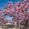 上関城山公園の河津桜