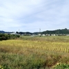 10月20日　稲刈り