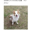 「ペトこと」にベルの写真が載ったよ！