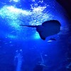 【京都】梅小路公園 『京都水族館』に行ってきました～その2  京都観光 京都旅行 国内旅行  主婦ブログ 