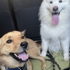 大型犬クラブ　課外活動