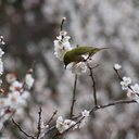 ぴよぴよの森