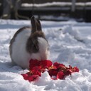 雪のち晴れ