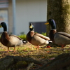 鳥の声は楽曲以上