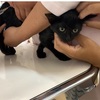 えっ！子猫に初めてワクチンを打てたのは良いけど、、、