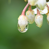 マンリョウの花に雨