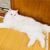 『癒し』愛猫