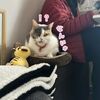 いつだって、猫ファースト