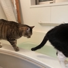 ねこ70話　ねこおふろ。