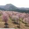 ４月２９日（水）桜峠は桃源郷