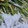 「佐久の季節便り」、氷雪の上に「霰（あられ）」、出窓に「大根」の初花が咲いて…。