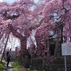 一足早い『ふくしまの桜』・・・（過去画像から－第２弾－）
