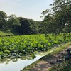 6月17日 髪切り無視と向き合って