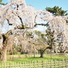   御所〰近衛邸跡〰枝垂れ桜〰