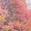秋を急ぐ樹々 ／ 西吾妻スカイバレーの紅葉は実在する