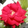 ☆☆江戸川区葛西のフラワーガーデンはバラの花の真っ盛りです☆☆