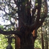 生命力を削がれる木が助けを呼んだみたいだ　温泉神社の杉