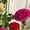 パンジーとストックの発芽