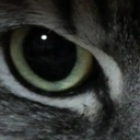 映画ソムリエを目指す猫