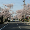通勤路の桜並木