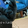 『猫飼いあるある』を考えてみた。
