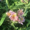Alstroemeria
