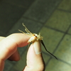 血吸いバッタことクビキリギスやシブイロカヤキリの仲間。春先に鳴いているバッタの正体。