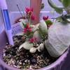 5月22日-草の成長⑬-