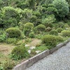 今日は、『植木屋さん』で庭のメンテナンス