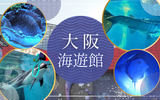 【大阪】海遊館で世界の魚たちを間近に見れて感動！